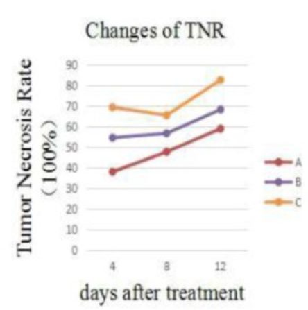 the internal necrosis rate of the tumors in group A (control group) demonstrated a linear increase
